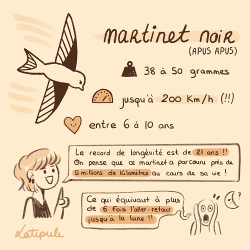 Illustration sur fond beige : texte orange « Chips Nature #3 », accompagné d’une silhouette brune évoquant une chips ou un oiseau en vol.