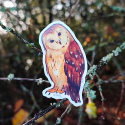 Pack Chouettes