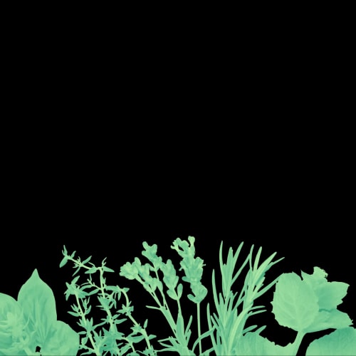 Illustration de différentes herbes aromatiques vertes en bas de l'image sur fond transparent.
