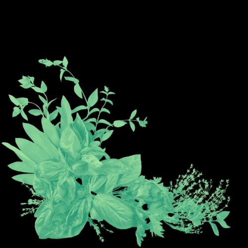 Groupe de différentes plantes aromatiques avec des feuilles vertes, dont du basilic, du thym et du persil, sur un fond transparent.