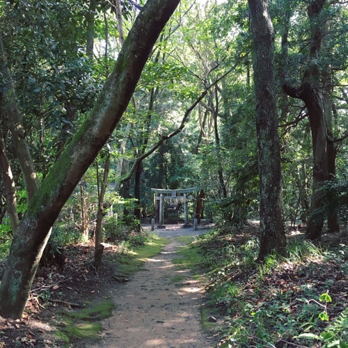 forêt zen sophrologie