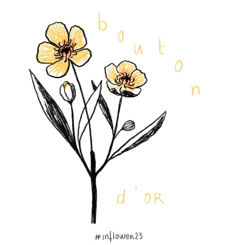 Bouton d'or