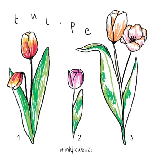 Tulipes