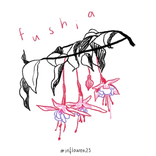 Fushia