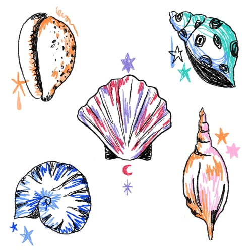 Coquillage #1