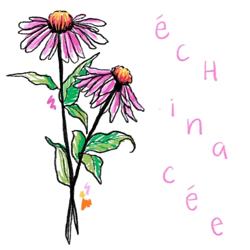 Échinacée
