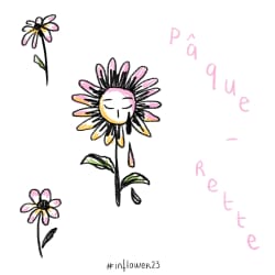 Paquerettes