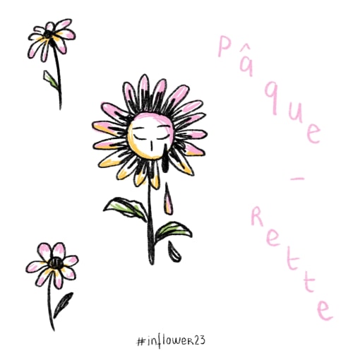 Paquerettes