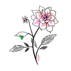 Dahlia
