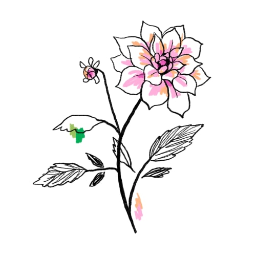 Dahlia