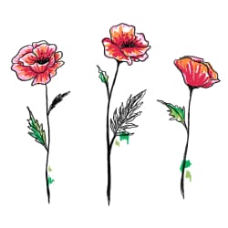 Coquelicot #1