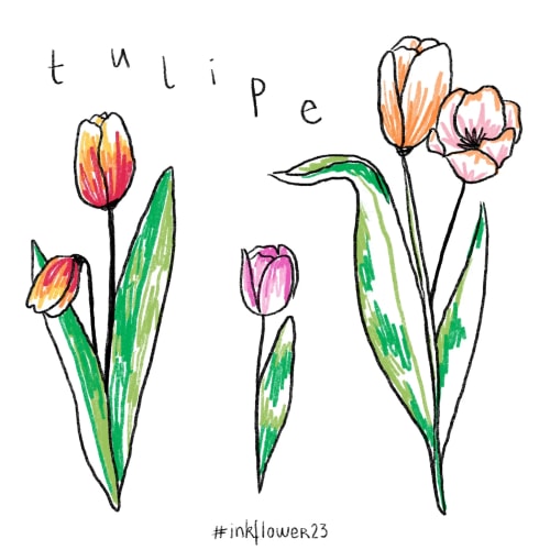 Tulipes