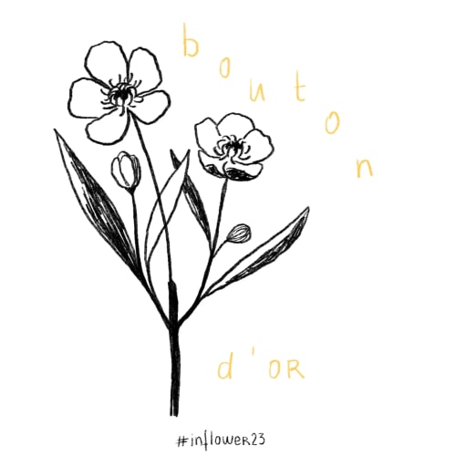 Bouton d'or