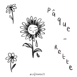 Paquerettes
