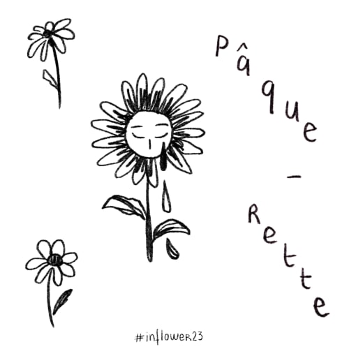Paquerettes