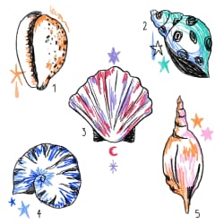 Coquillage #1