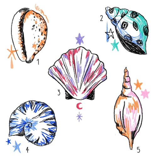 Coquillage #1