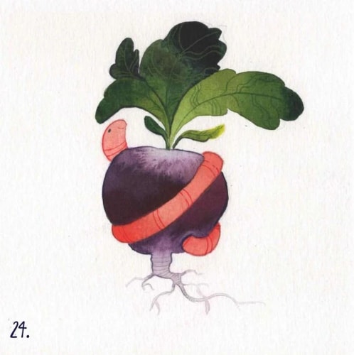 24-Radish