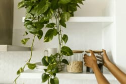 Une main tenant des bocaux en verre remplis d'ingrédients sur une étagère blanche, avec une plante verte tombante à côté.