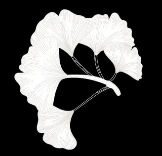 Illustration de feuilles de ginkgo, symbole fort pour l'agence éditoriale Les Belles Personnes