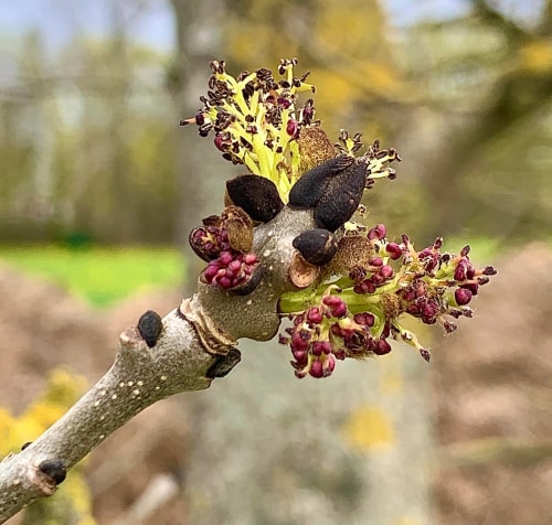 Gros plan sur une branche avec des bourgeons violets et des fleurs jaunes émergeant, en arrière-plan flou d'un paysage naturel.