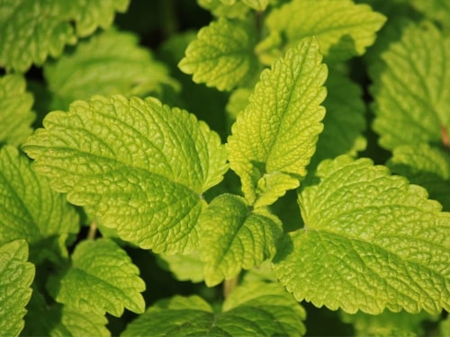 Feuilles vertes de mélisse avec une texture ondulée, capturant la lumière du soleil.