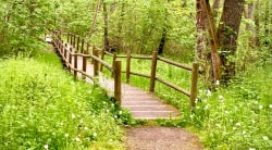 Pont en bois au milieu de la nature verdoyante, entouré d'arbres et de fleurs blanches.