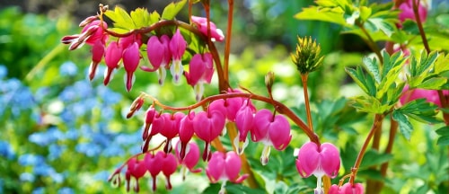 Fleurs de cœur de Marianne, roses et en grappes, avec un fond flou de fleurs bleues et de feuillage vert.