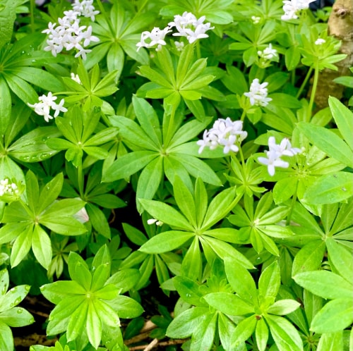 L’aspérule odorante