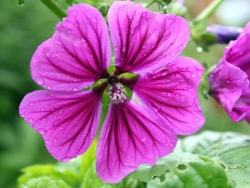 Grande Mauve
