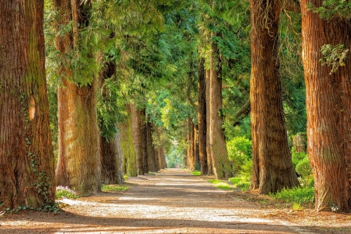 Une allée bordée de grands arbres dans une forêt ensoleillée, avec un chemin de gravier au milieu.