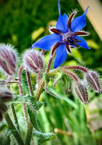Une fleur bleue avec des pétales en étoile entourée de boutons floraux et de feuilles velues.