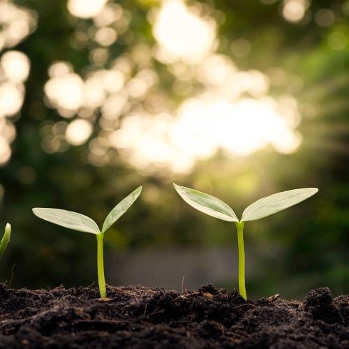 Deux jeunes pousses vertes émergeant du sol, avec un arrière-plan flou de lumière naturelle.