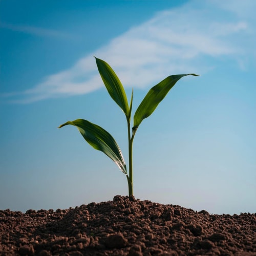 Une jeune plante avec des feuilles vertes émergeant d'un sol brun, sous un ciel bleu clair.