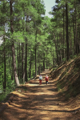 Deux personnes avec des sacs à dos marchent sur un sentier en terre au milieu d'une forêt de pins ensoleillée.