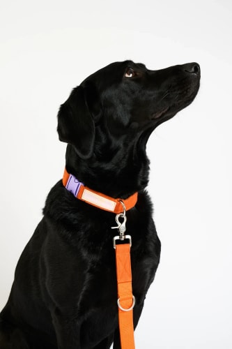 Un chien noir assis avec un collier orange et une laisse, regardant vers le haut.