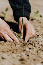 Gros plan sur les mains d'une personne plantant un jeune semis dans la terre, mettant en valeur le soin apporté au jardinage.