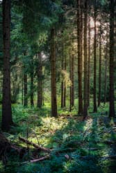 Foret dense avec des arbres majestueux, lumière douce filtrant à travers les branches, et un sol tapissé de fougères vertes.