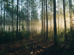 Une forêt verdoyante au lever du soleil, enveloppée de brouillard, avec des arbres majestueux s'élevant dans la lumière douce de l'aube.