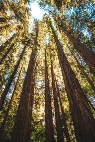 Vue en plongée de grands séquoias s'élevant vers le ciel, avec une lumière douce filtrant à travers les branches.
