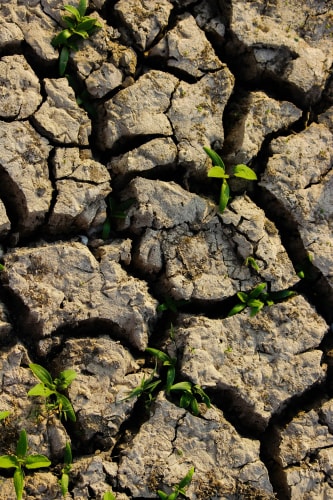 Photo d'un sol craqué avec de petites pousses vertes émergentes entre les fissures pour illustrer la transformation durable