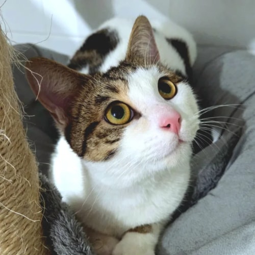 Un chat blanc aux yeux attentifs regarde vers le haut, posé sur un sol carrelé imitation bois.