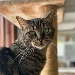 Un chat tigré aux yeux verts regarde attentivement l'objectif, assis près d'un arbre à chat avec une structure en sisal visible en arrière-plan.