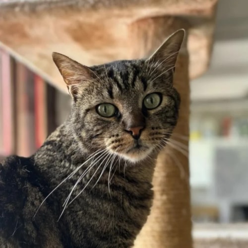 Un chat tigré aux yeux verts regarde attentivement l'objectif, assis près d'un arbre à chat avec une structure en sisal visible en arrière-plan.