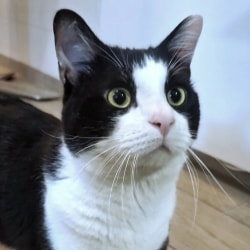 Un chat au pelage noir et blanc avec de grands yeux expressifs et des moustaches bien visibles, regardant attentivement vers le haut.