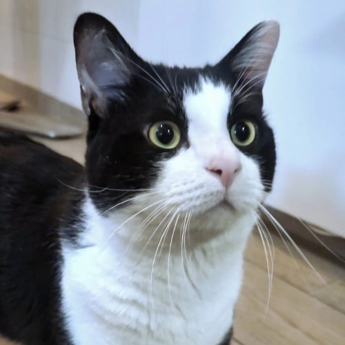 Un chat au pelage noir et blanc avec de grands yeux expressifs et des moustaches bien visibles, regardant attentivement vers le haut.