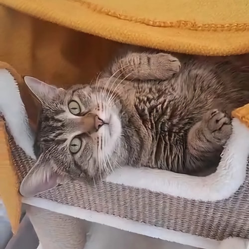 Un chat tigré aux yeux écarquillés est allongé sur le dos dans son arbre à chat, sous une couverture jaune, les pattes repliées.