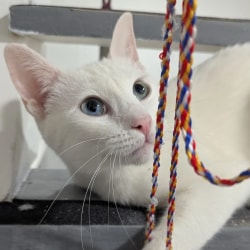 Chat blanc aux yeux vairons (l'un bleu, l'autre vert) regardant l'objectif, photographié devant une cage grillagée.
