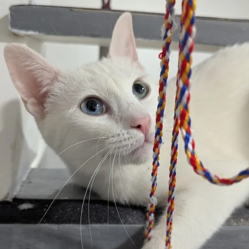 Chat blanc aux yeux vairons (l'un bleu, l'autre vert) regardant l'objectif, photographié devant une cage grillagée.