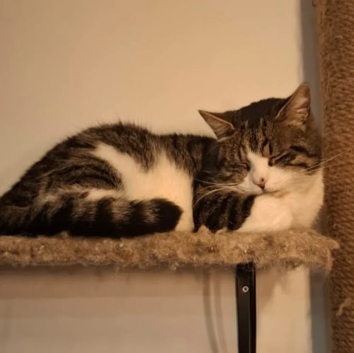 Un chat tigré et blanc dort paisiblement en boule sur une étagère recouverte de moquette.